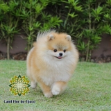 preço de lulu da pomerânia cor laranja M'Boi Mirim