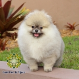 preço de lulu da pomerânia laranja macho Santa rosa