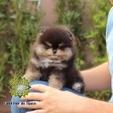 preço de lulu da pomerânia preto fêmea Araguaína