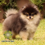 preço de lulu da pomerânia preto pequeno Água Boa