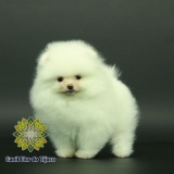 spitz alemão mini branco Francisco Morato