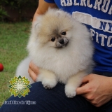 valor de lulu da pomerânia laranja macho Vila Cordeiro