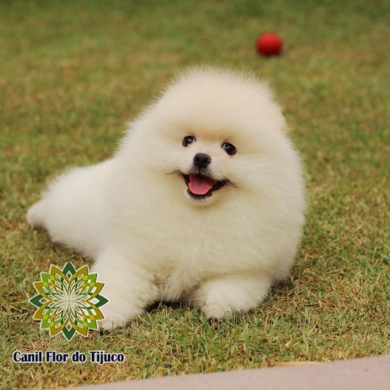 Valor de Canil Spitz Alemão Creme Joaçaba - Canil Spitz Alemão Mini