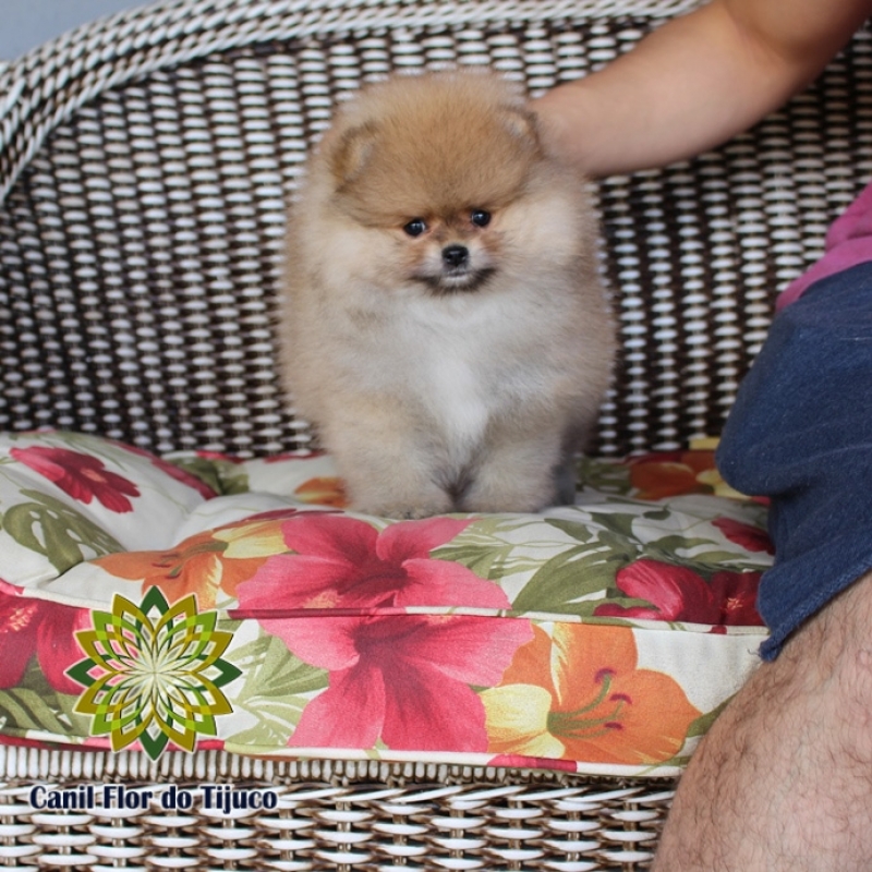 Valor de Canil Spitz Alemão Laranja Caratinga - Canil Spitz Alemão Macho