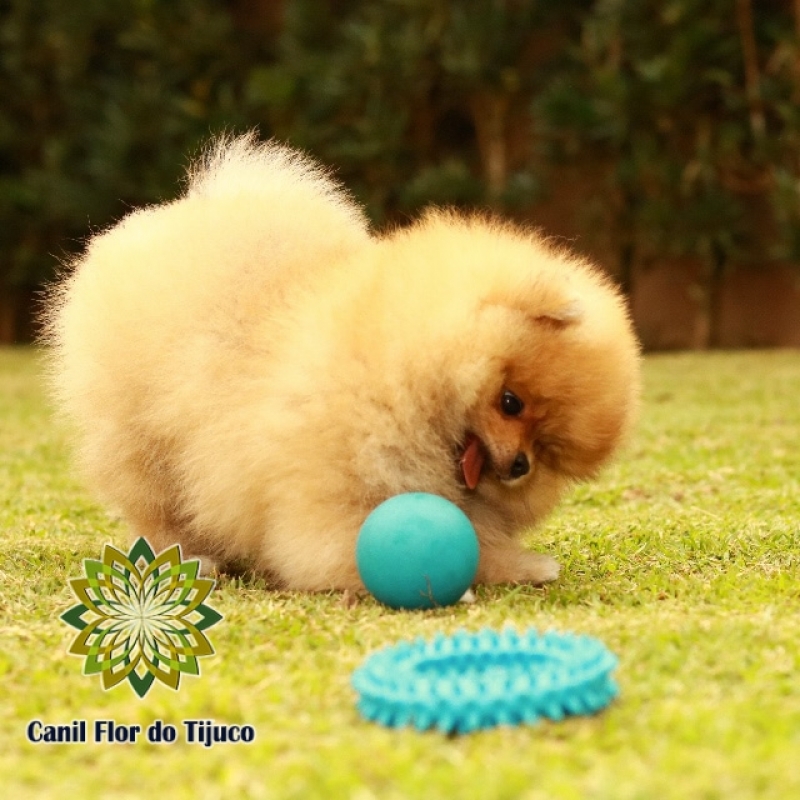 Valor de Lulu da Pomerânia Laranja Mini Vila Izabel - Lulu da Pomerânia Cor Laranja