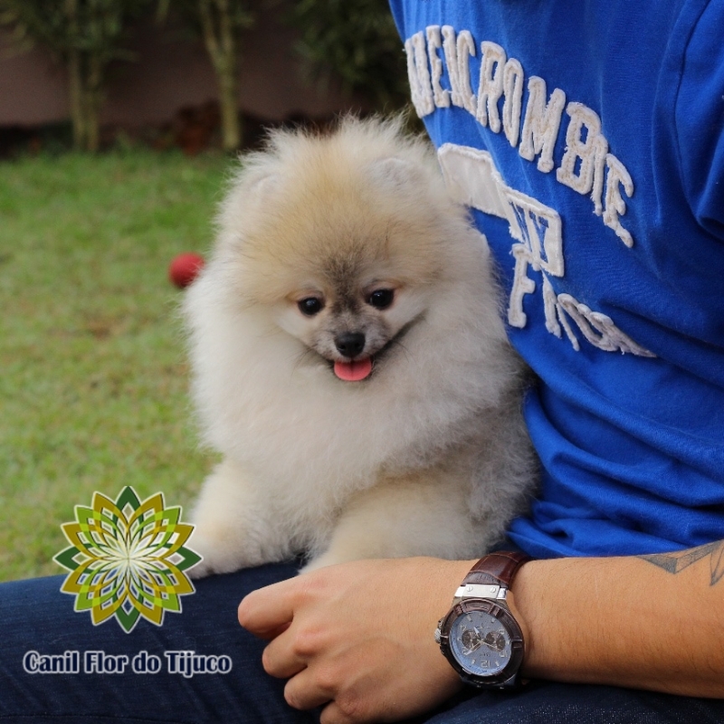 Valores de Spitz Alemão Mini Filhote Fêmea Leblon - Spitz Alemão Mini Anão