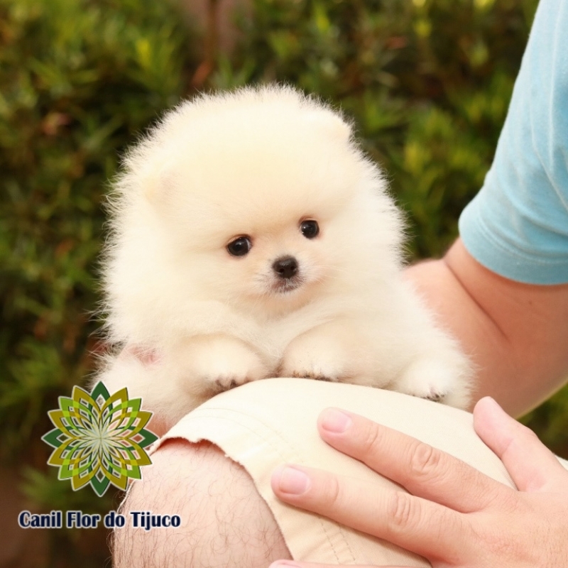 Venda de Lulu da Pomerânia Creme Pirapora do Bom Jesus - Lulu da Pomerânia Creme Macho Adulto