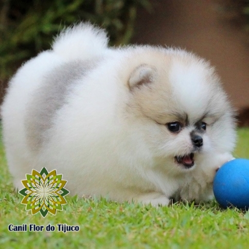 Venda de Lulu da Pomerânia Filhote Macho Pitanga - Lulu da Pomerânia Filhote Macho